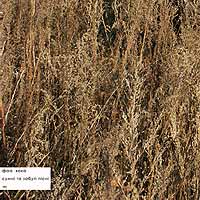 1992fh_sumnizabutipisni